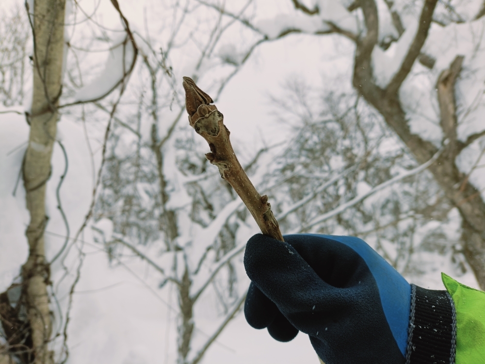 オニグルミの冬芽