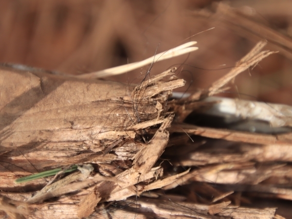 標識のささくれた部分に付いている毛