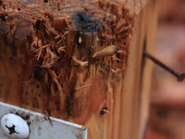 毛が数本ついた角