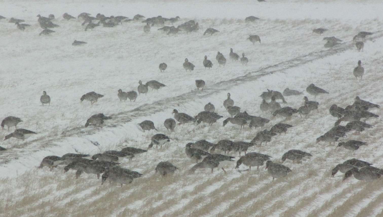 マガンとヒシクイの群れ