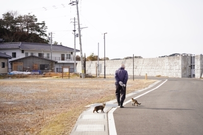 第一島人と猫