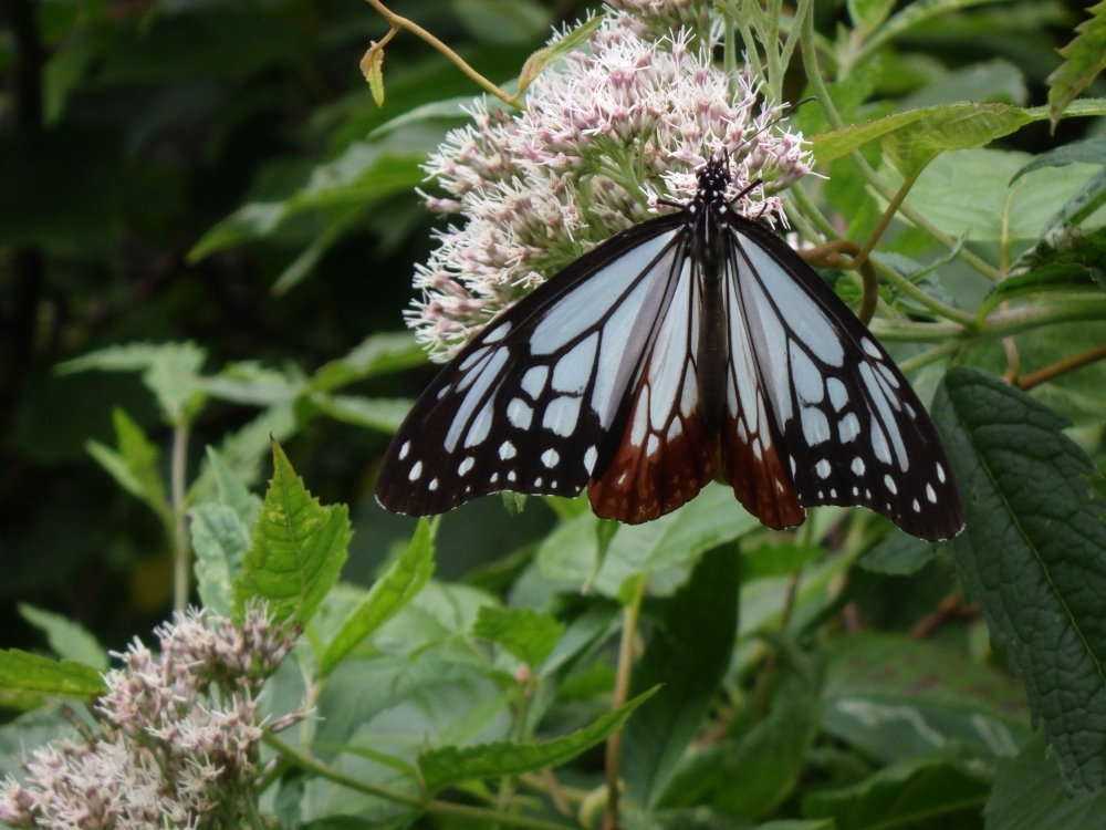 アサギマダラ