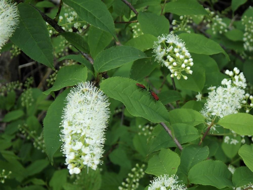 ウワミズザクラ