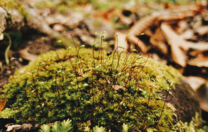 足元の苔