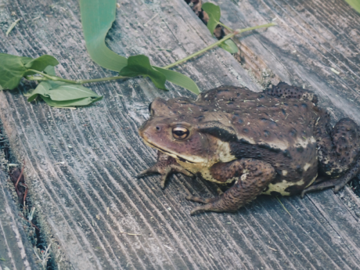 アズマヒキガエル