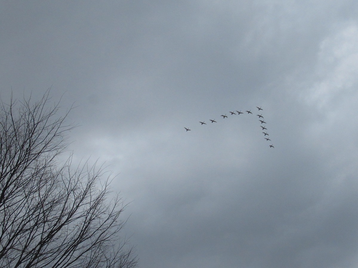ハクチョウたち