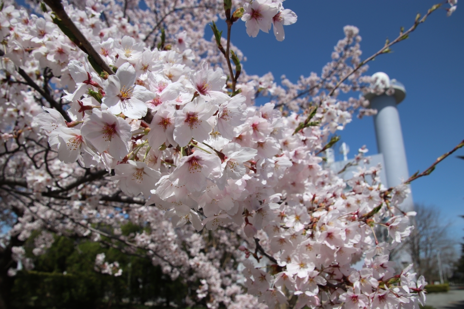 秋田第二合同庁舎の標本木