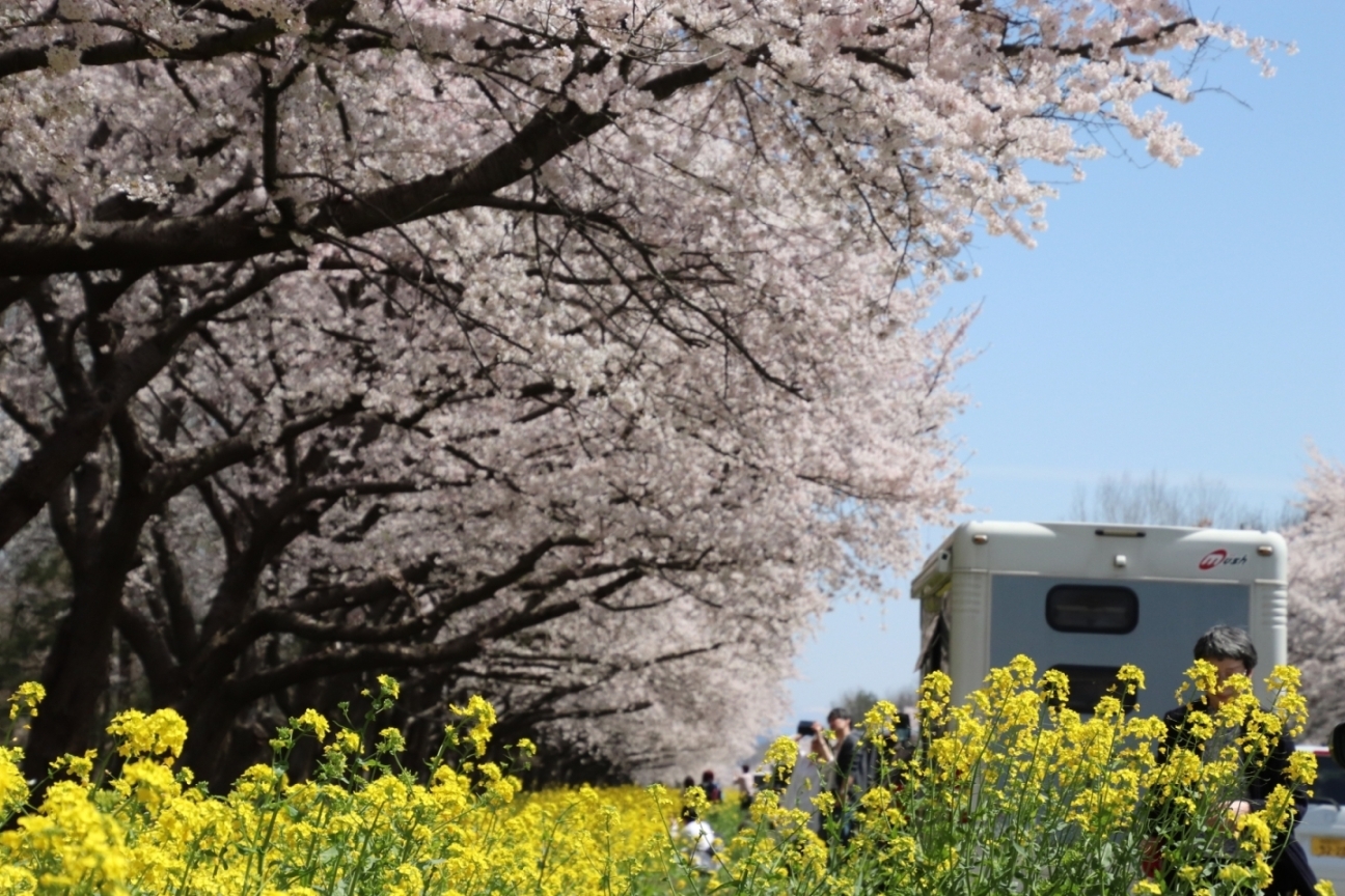 桜と菜の花ロード