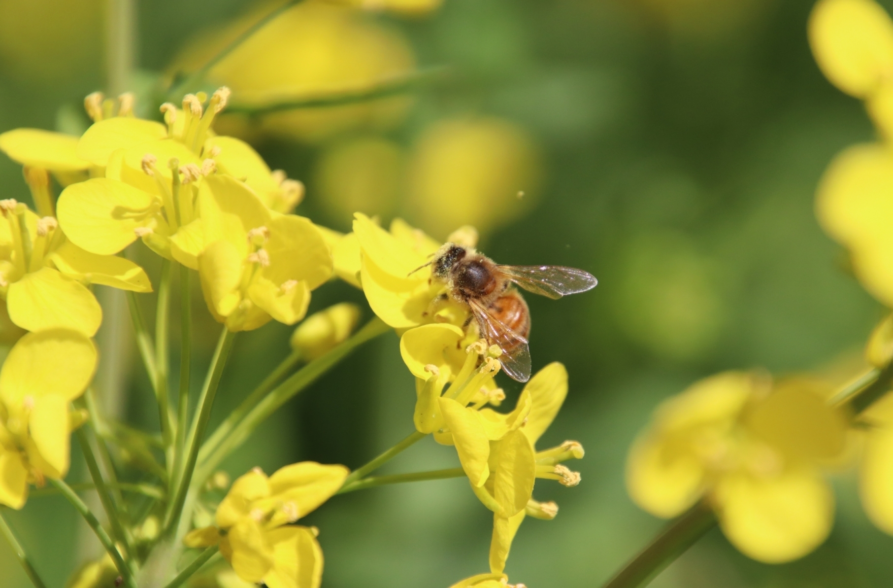 花粉を集めるハチの中間