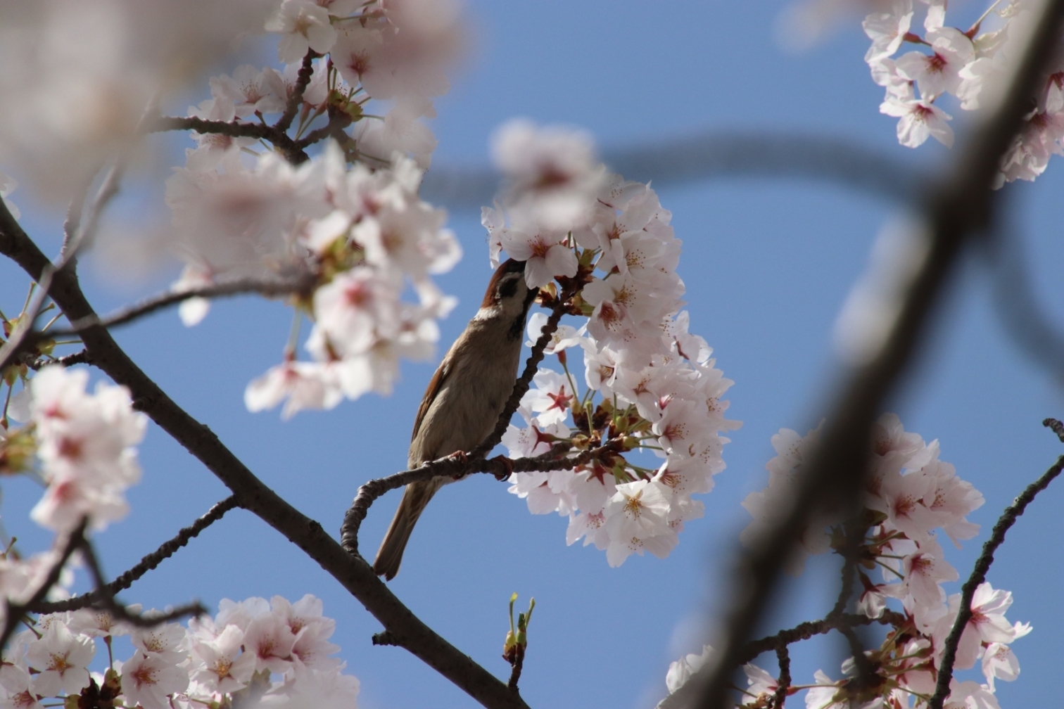 標本木にきたスズメ