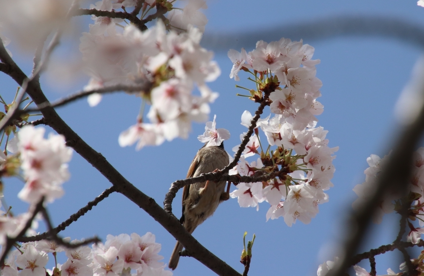 標本木にきたスズメ