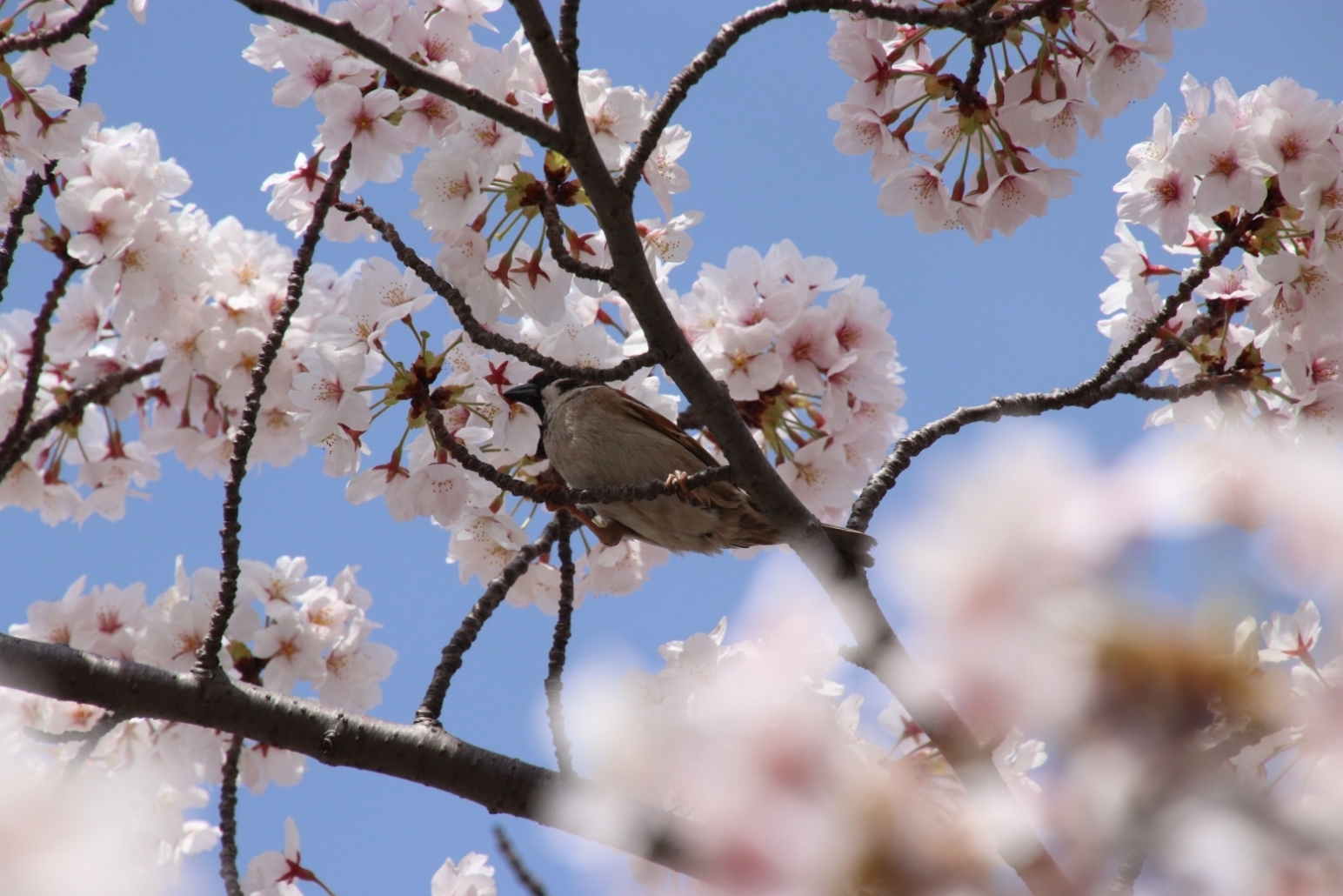 桜とスズメ