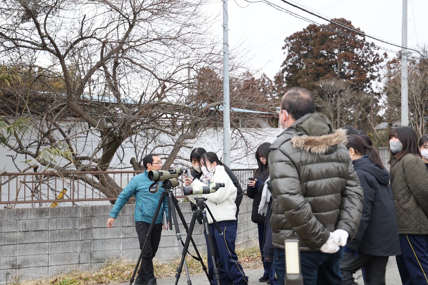 ふゆみず田んぼのマガンを観察