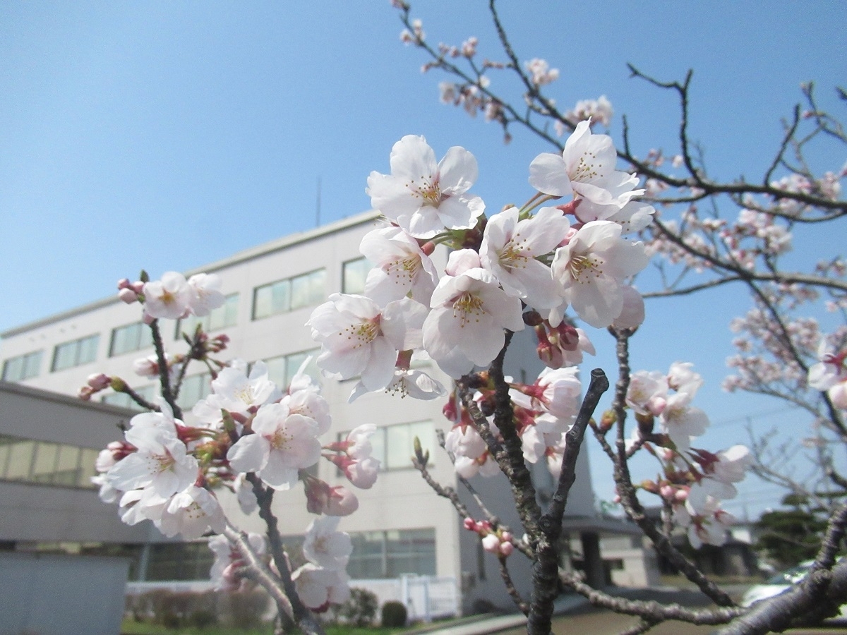 桜