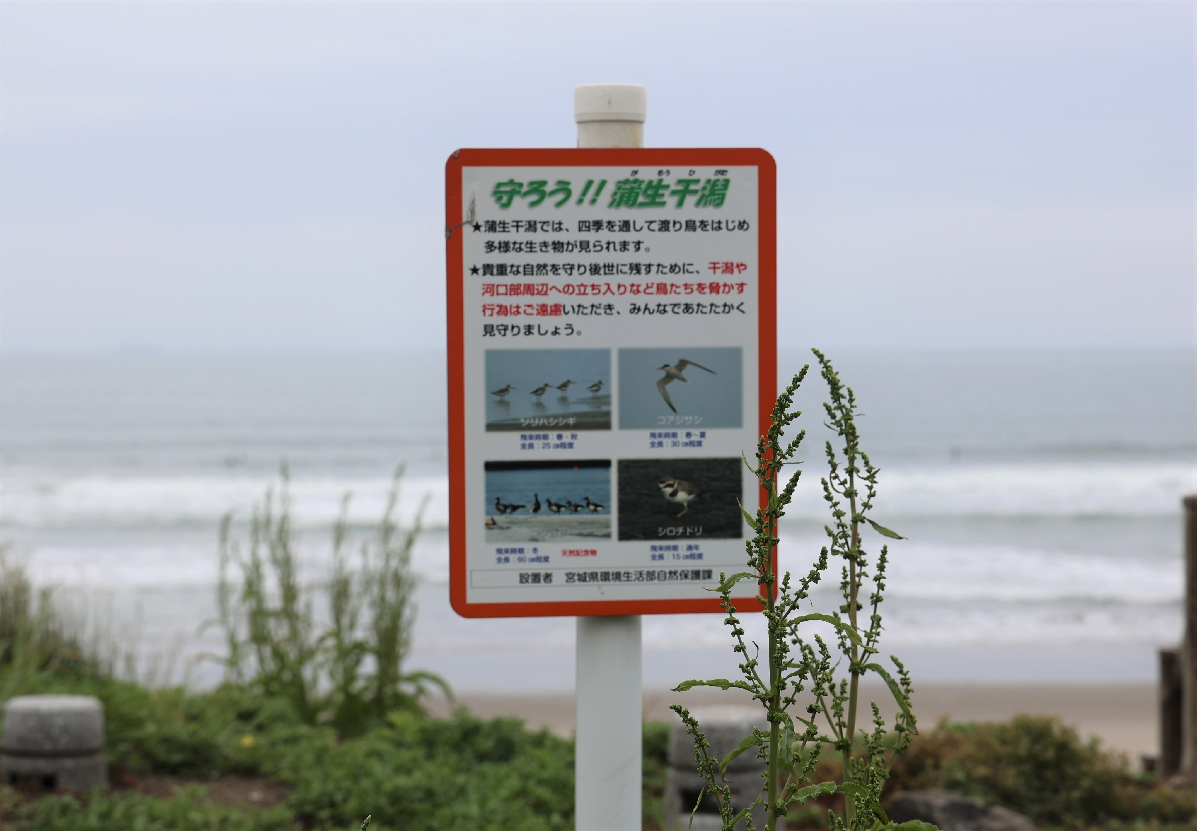 「守ろう!!蒲生干潟」の看板