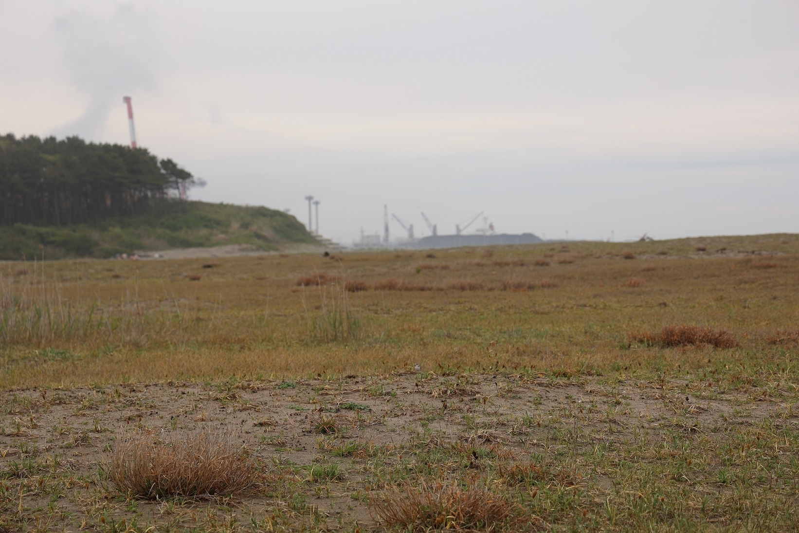 蒲生海岸に広がる海浜植物