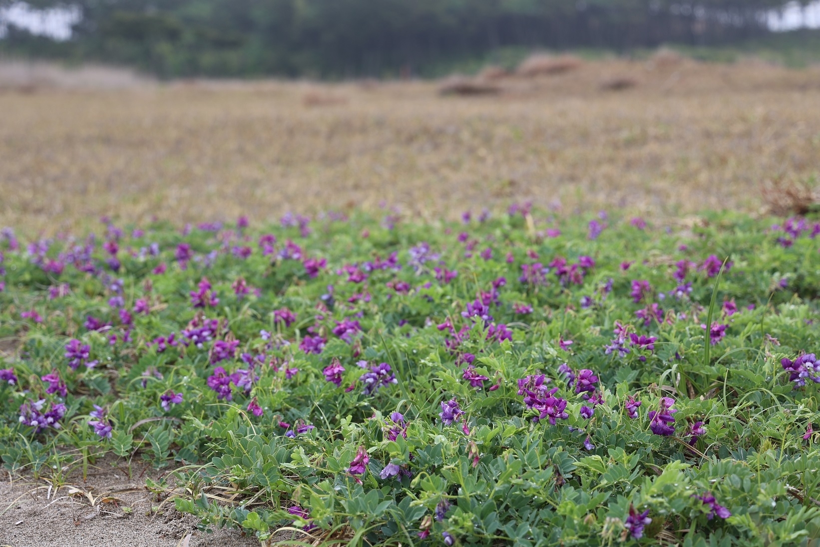 蒲生海岸に広がるハマエンドウの花