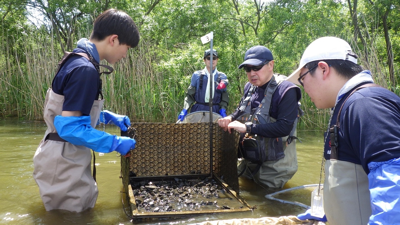 人工産卵床の確認
