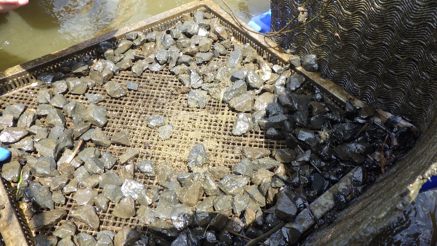 ブラックバスの産卵