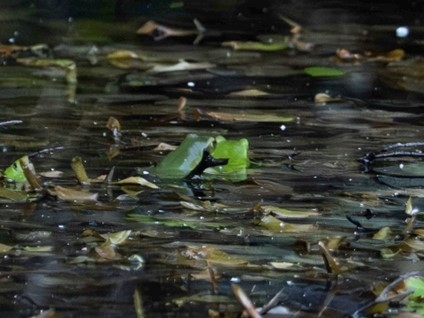 モリアオガエル