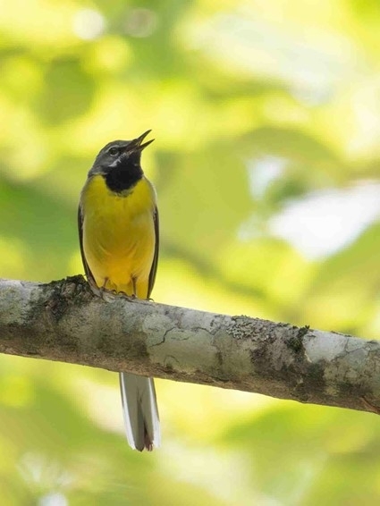 さえずるキセキレイ