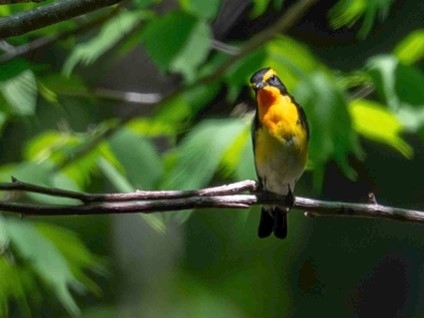 こちらを窺うキビタキ