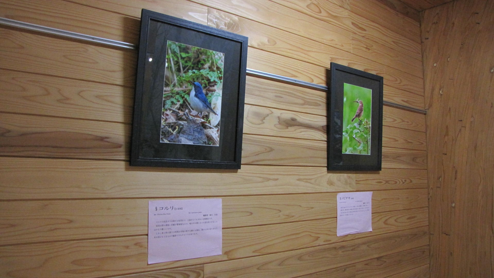 あきたの野鳥写真展