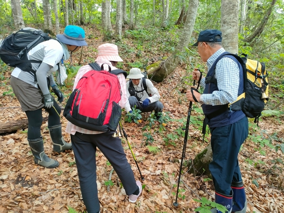 ヒメモチとアオキ