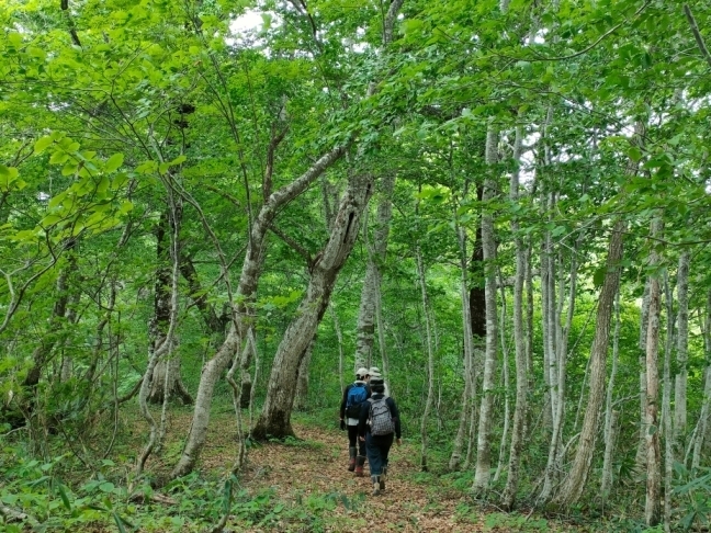 尾根付近の登山道