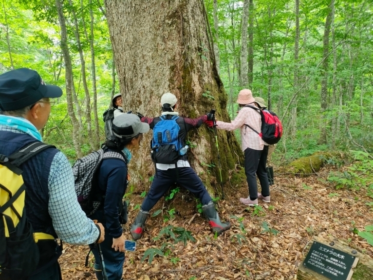 ミズナラの大木