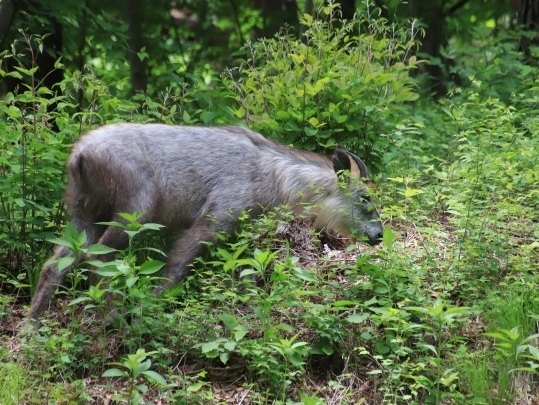 草を食むカモシカ