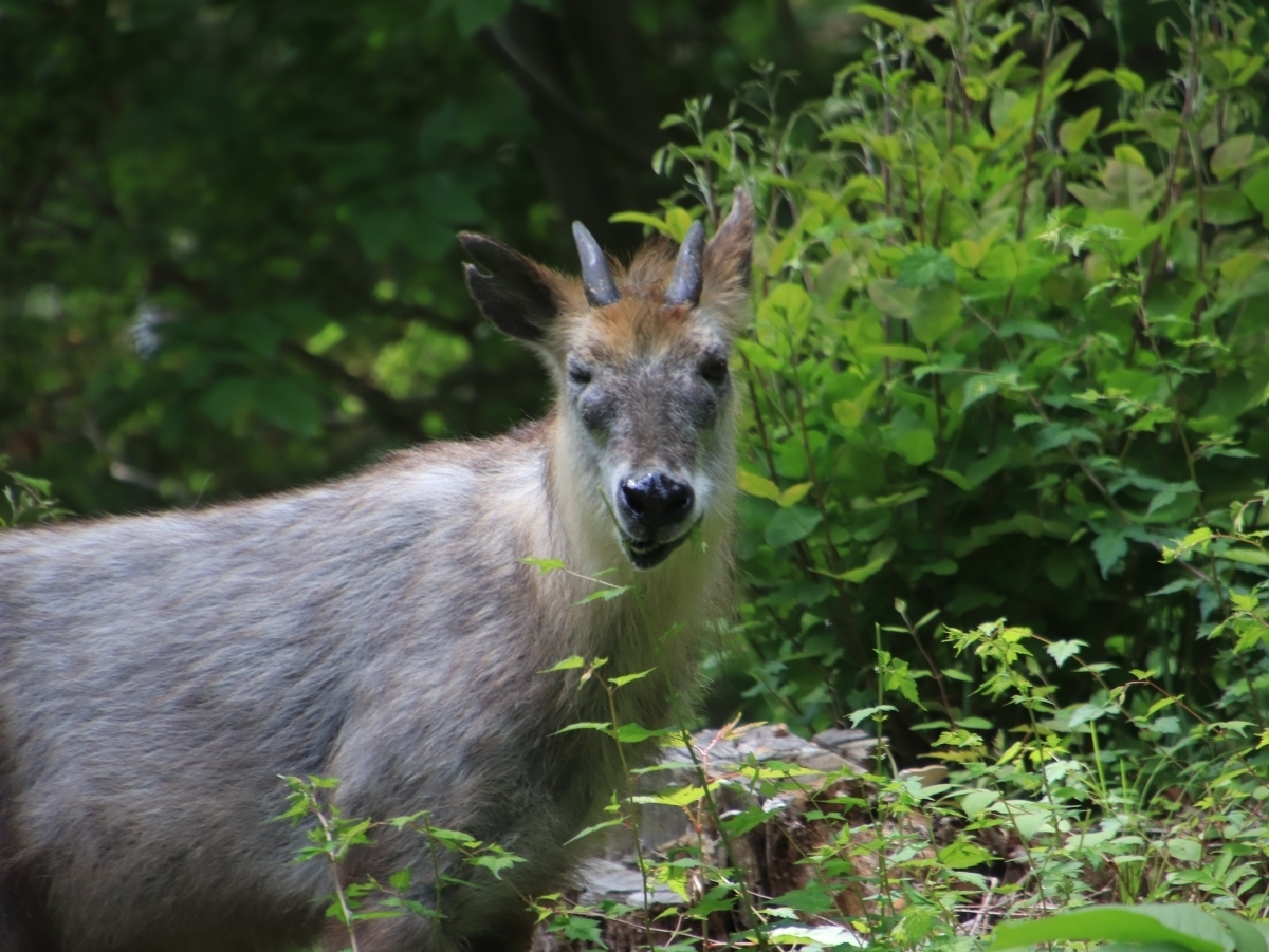片目をつむるカモシカ