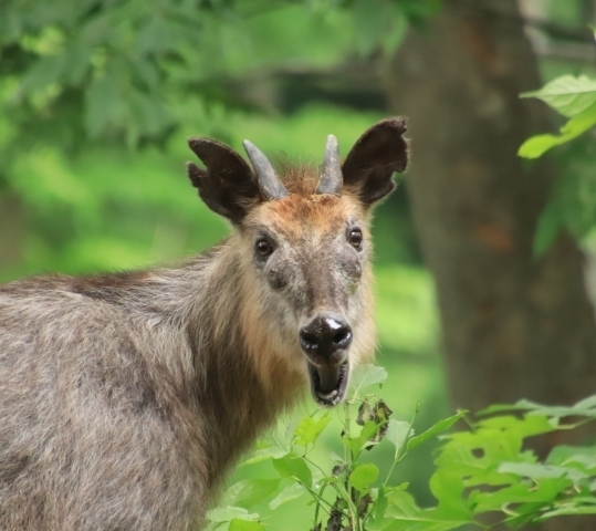 口を開けて振り向くカモシカ