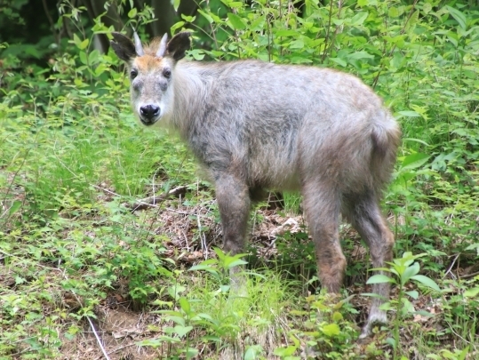 振り返るカモシカの全身の写真