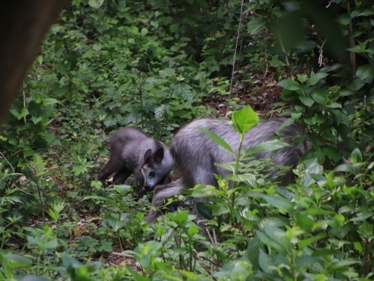 森の中を歩くカモシカの親子