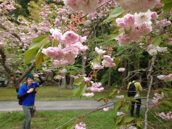 ＃八重桜が見頃でした