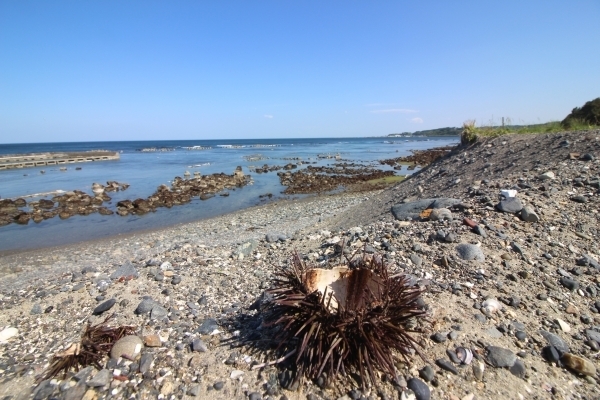 ＃洋野町区間はウニの殻をよくみます.