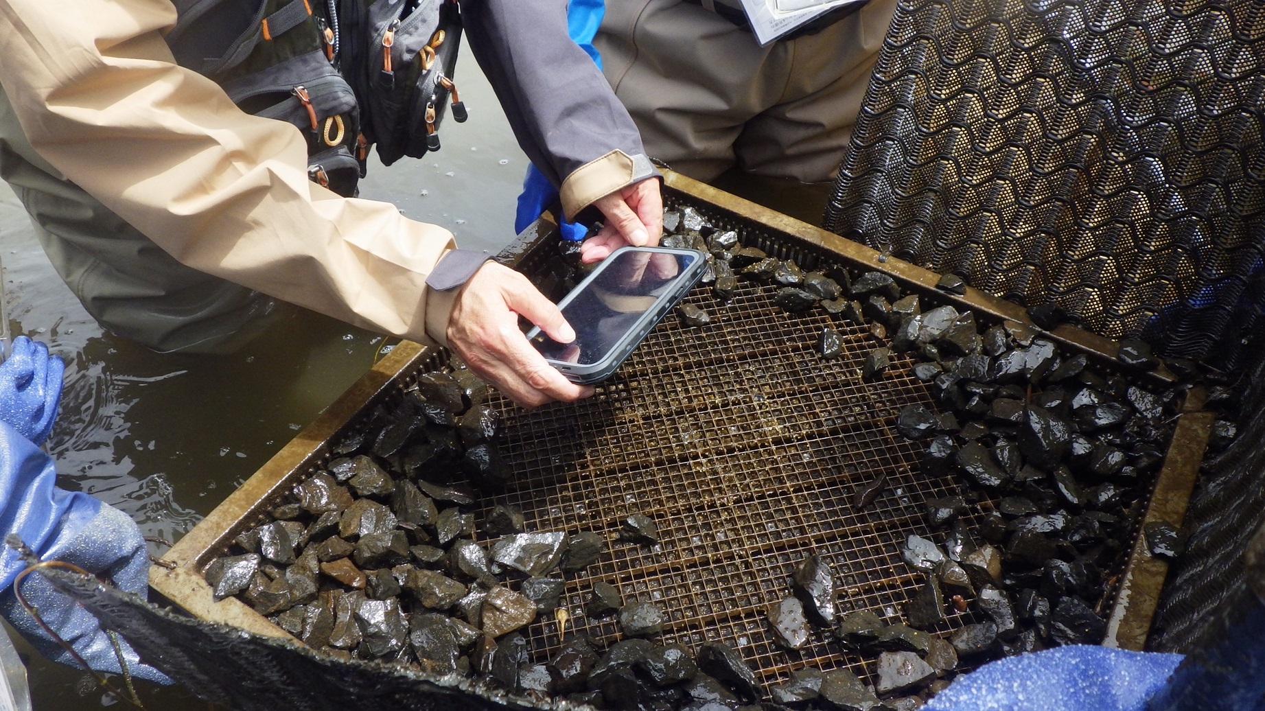 ブラックバスの産卵を確認