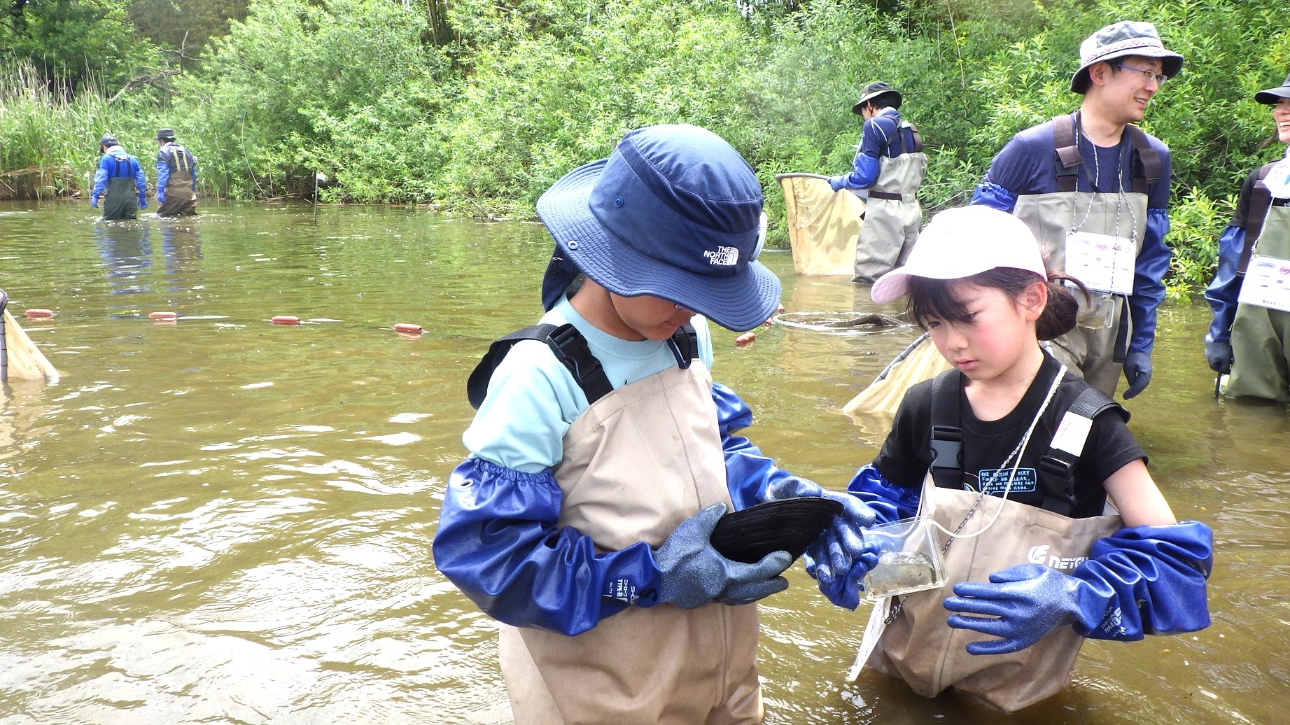 カラスガイを観察