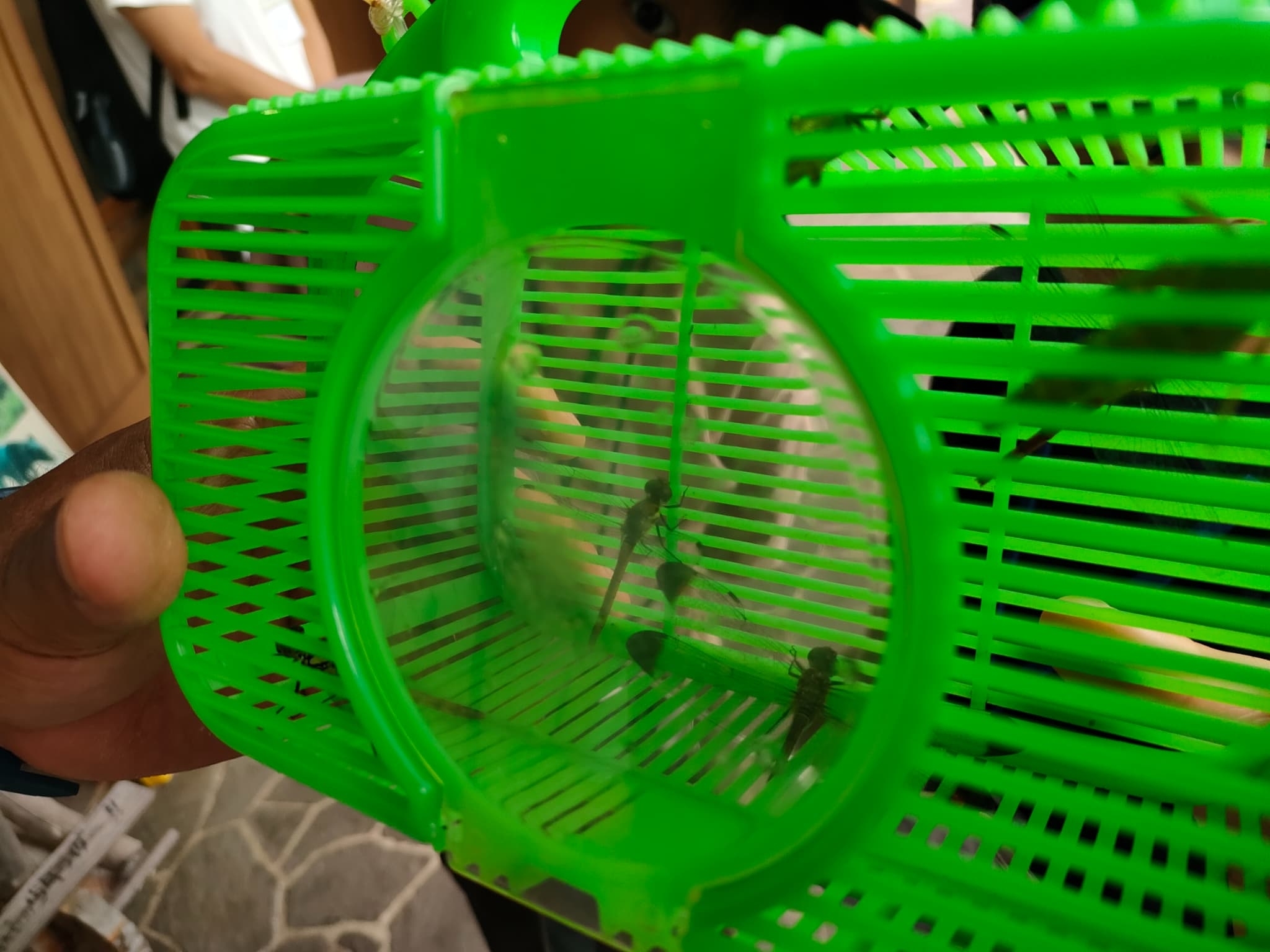 捕まえたトンボ