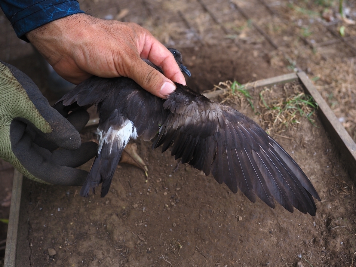コシジロウミツバメの成鳥