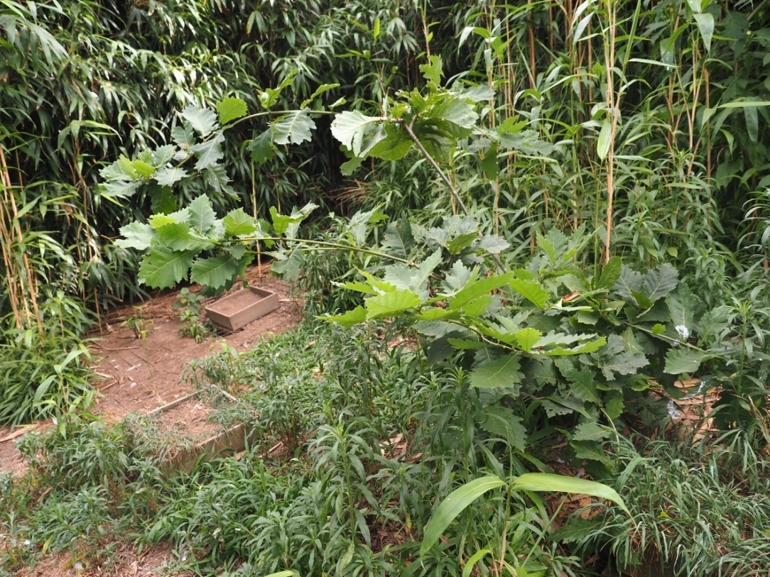 成長しているミズナラの若木