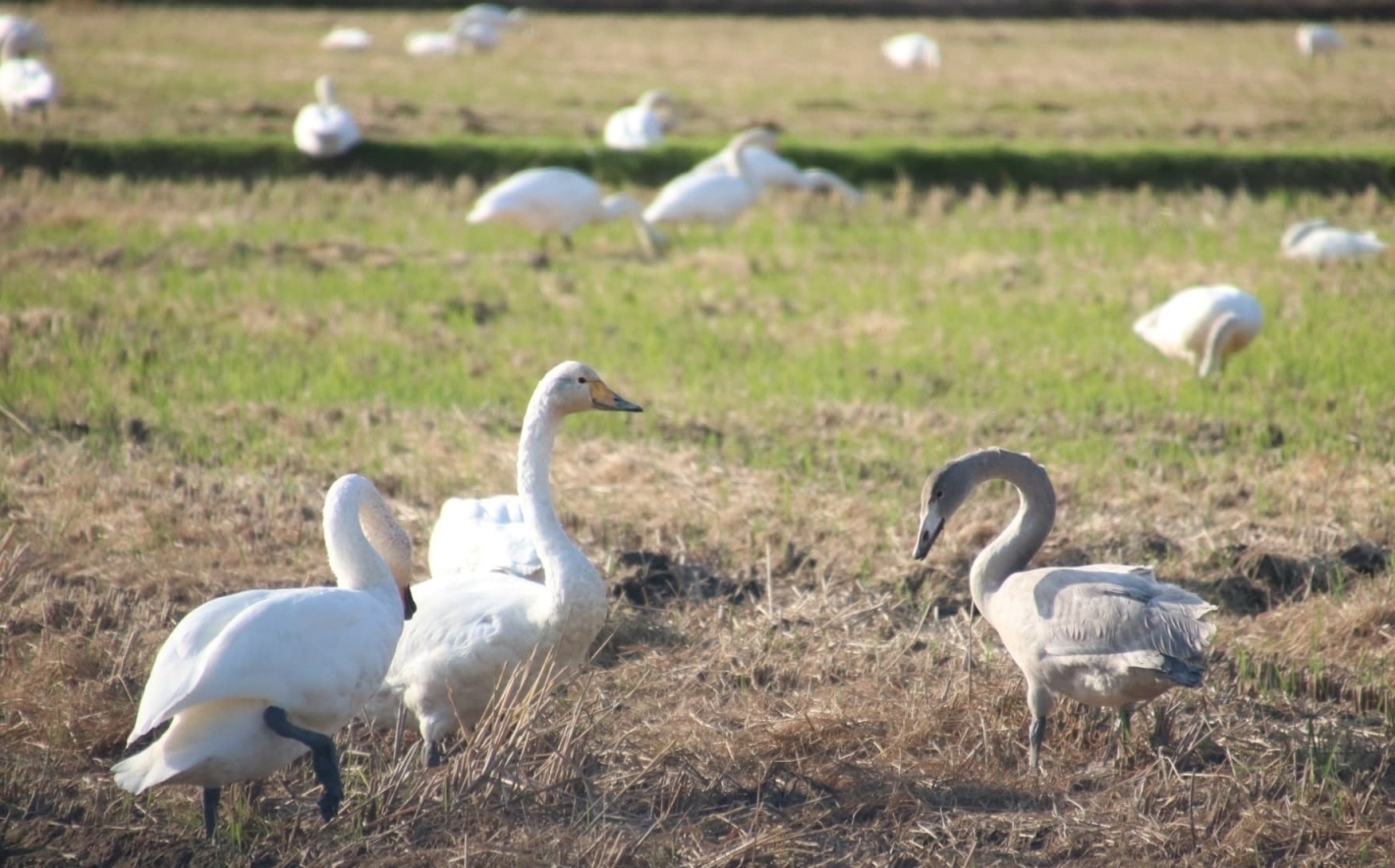 田んぼのハクチョウ
