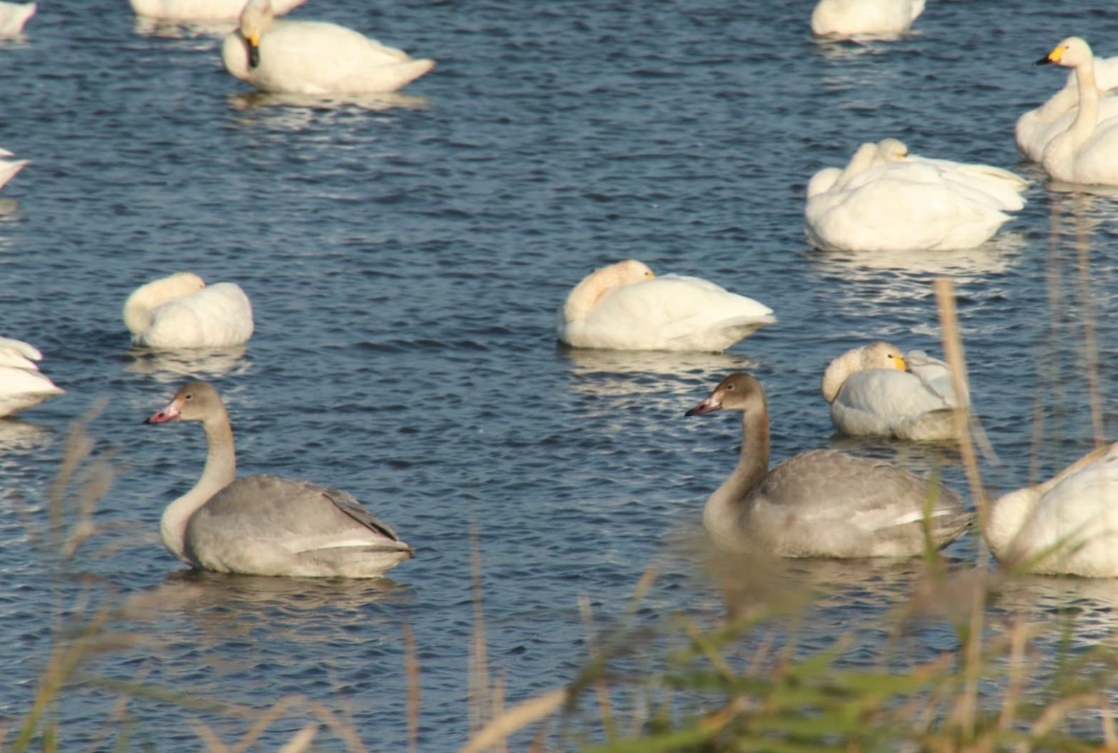 ハクチョウの幼鳥