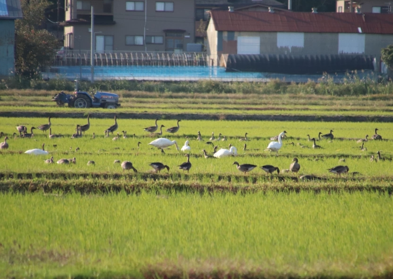 ハクチョウ、マガン、ヒシクイ