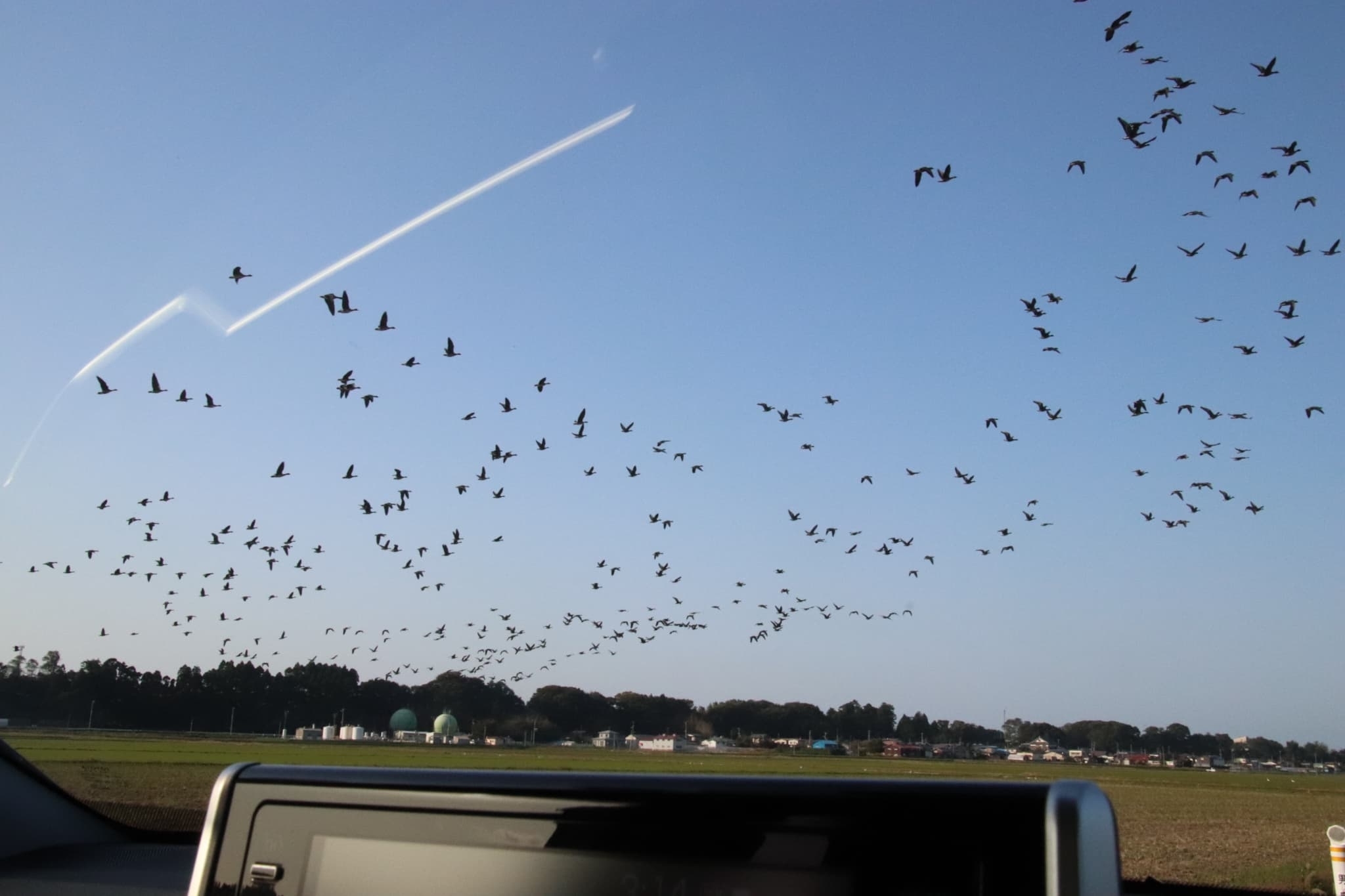 マガンのねぐら帰り