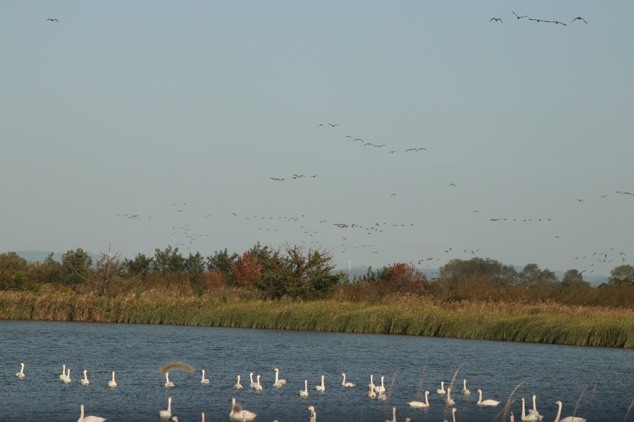 帰るガン類とねぐらのハクチョウ