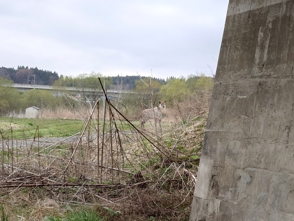 ＃カモシカさんに出会いました