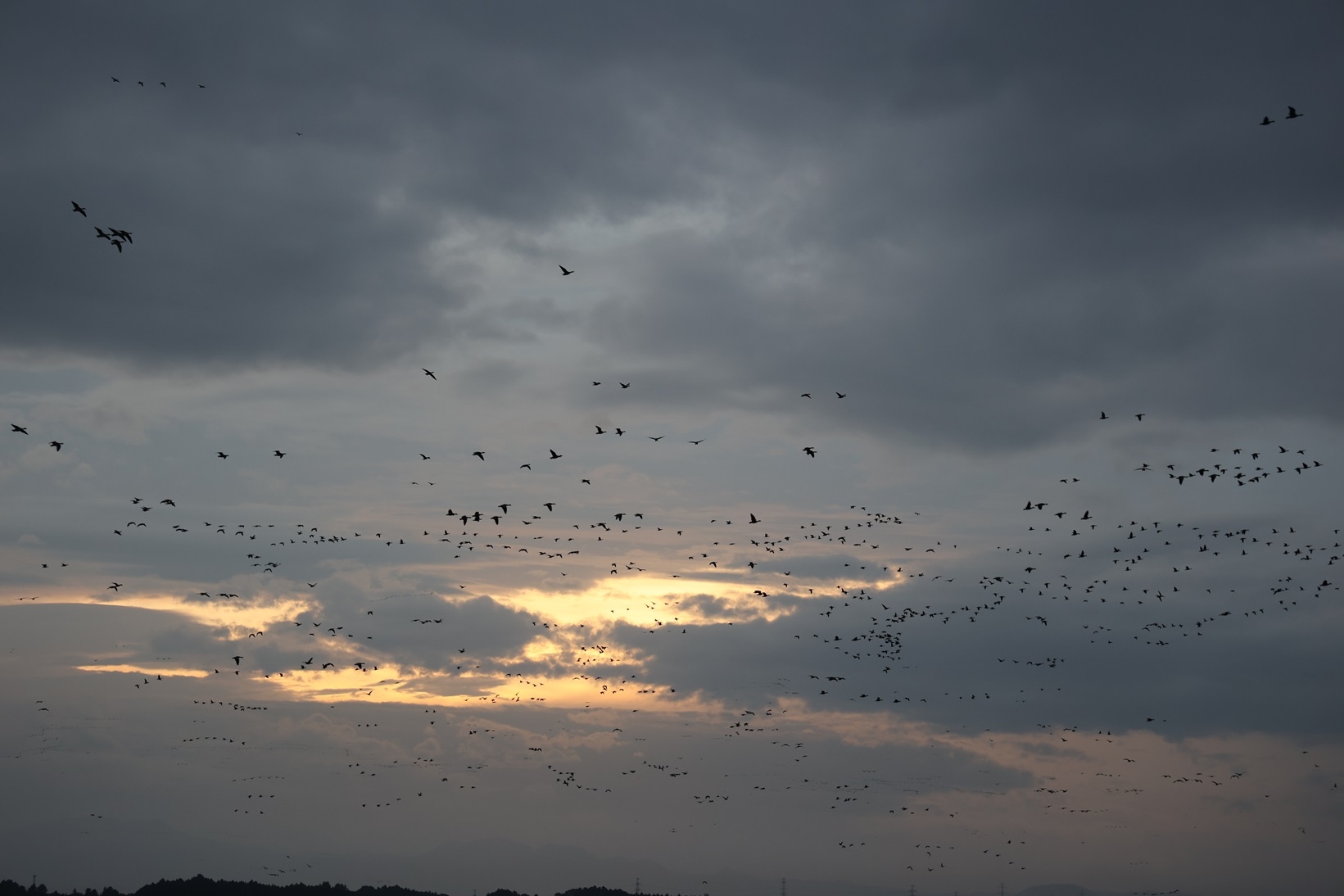 ねぐら入りがはじまりました