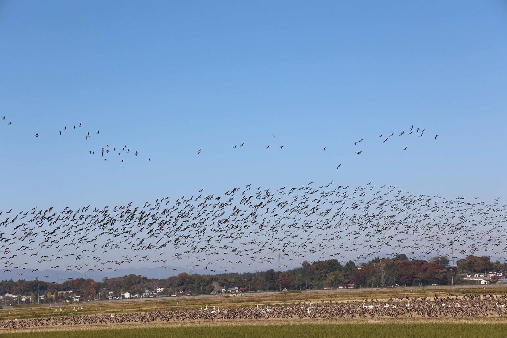 田んぼのマガンの群れ一斉に